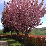 Cascina La Corte Frühstückspension Neive