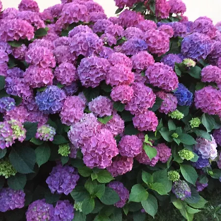 Cascina La Corte 3* نيف