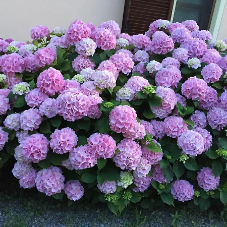 Cascina La Corte 3* نيف